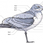 Bird photo