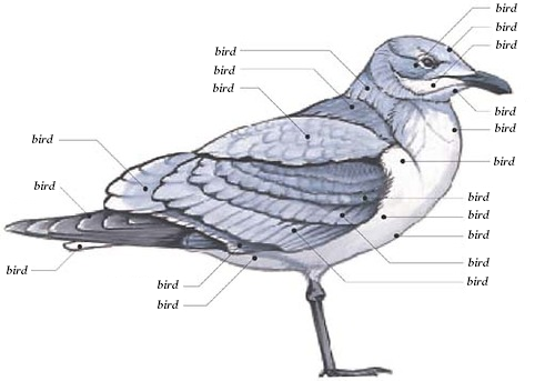 Translation is Not About Words. It’s About What the Words ... bird anatomy diagram 